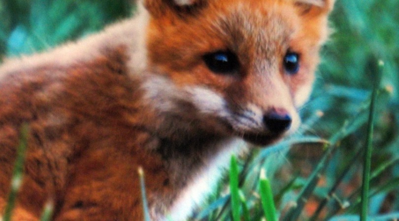 The Moral Fox